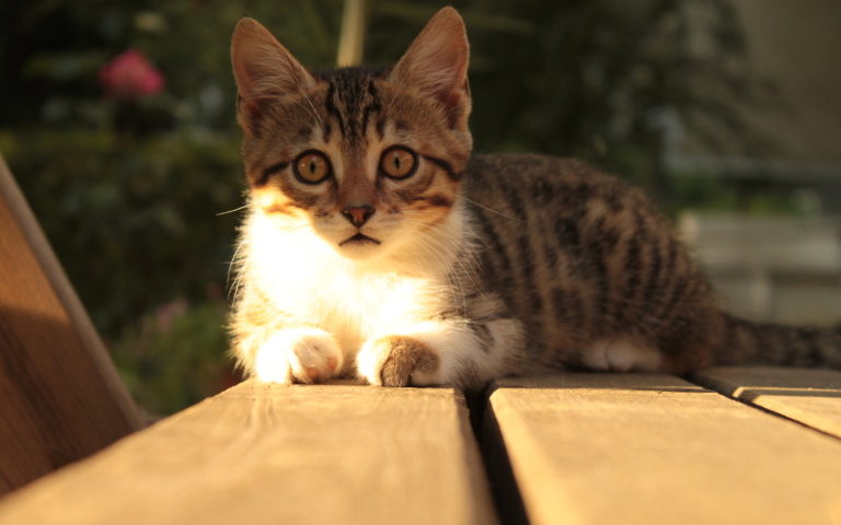 Kedinin kamerayla tan??mas?