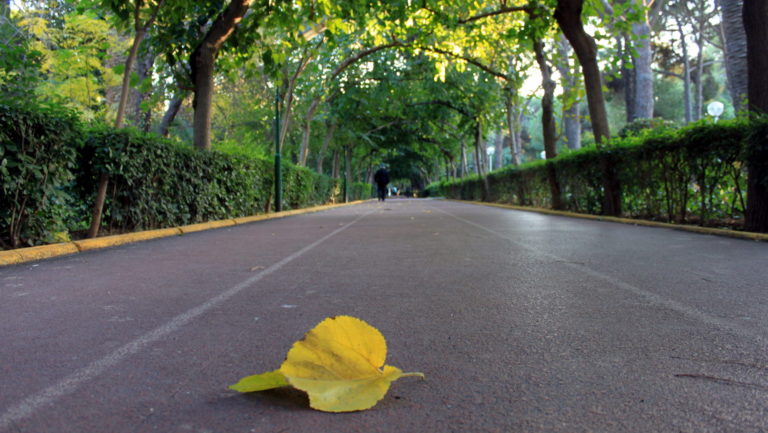 ?zmir'de Sonbaharda ko?ulacak bir yol - ?zmir Kültürpark Ko?u Parkuru - Duvar ka??d?n? tam boyutlu indirmek için t?klay?n