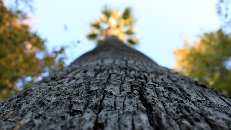 Palmiyenin Alt?nda - Ben bir Palmiye a?ac?y?m ?zmir Kültürpark'ta...